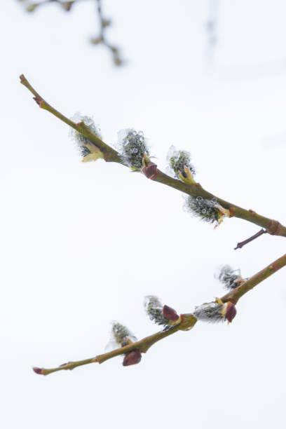 istock In the spring the willow tree bloomed in the garden and the snow fell 1270974829