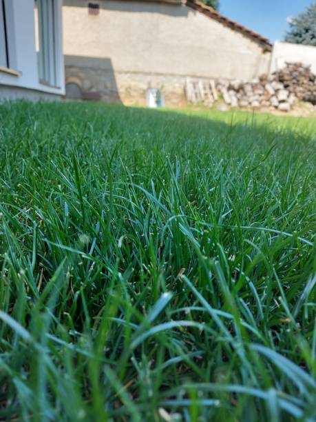 istock Grass in the garden 1270975381