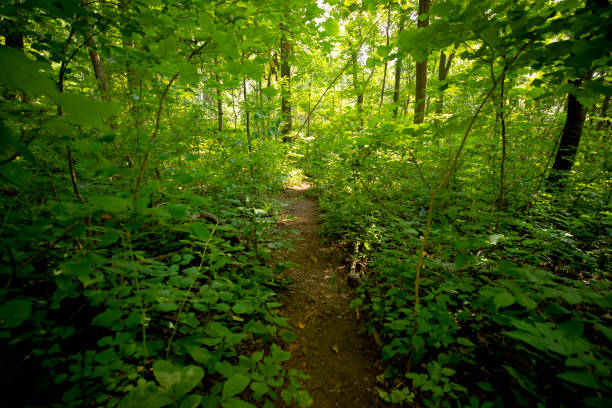 The view of a singletrack mountain bike trail near Vernon, British Columbia, Canada.