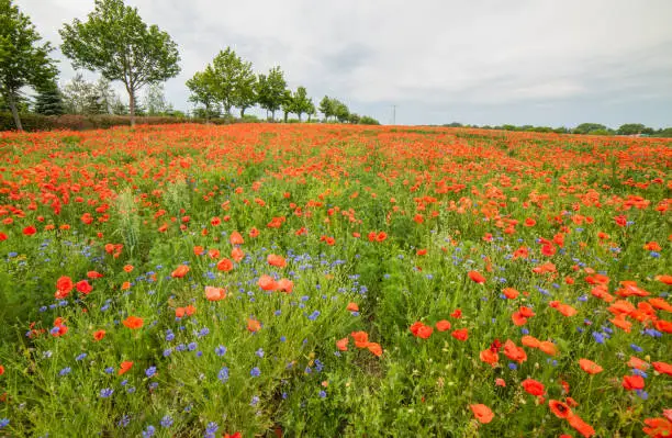 Scenic view of a poppyfield amidst cornflowers against sky.