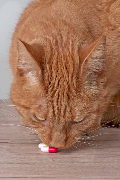 istock Red cat looking curious to medicine capsules on the table. 1270977461