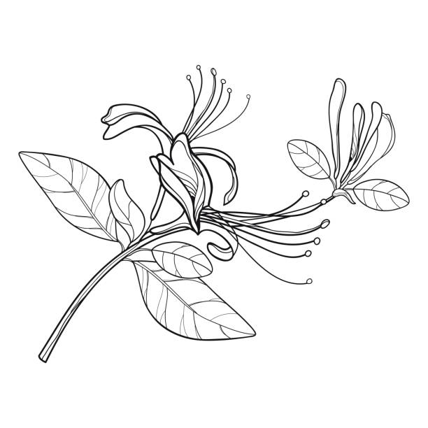 vektor bündel von umriss lonicera oder japanische geißblatt mit blume, knospe und blatt in schwarz isoliert auf weißem hintergrund. - branch twig bud isolated stock-grafiken, -clipart, -cartoons und -symbole