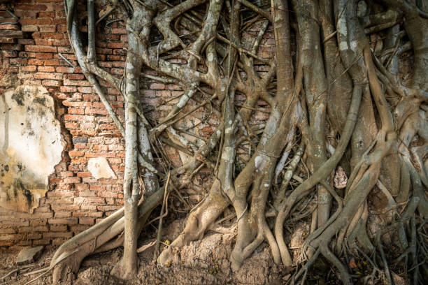 istock Root trees overgrown cracked vintage red brick wall background 1270977733