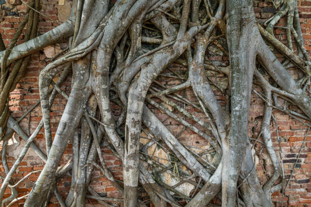 istock Root trees overgrown cracked vintage red brick wall background 1270977740