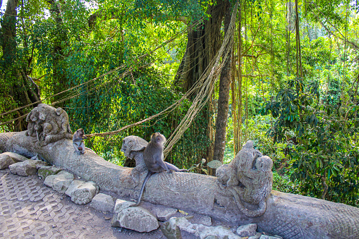 Monkey forest, Ubud, Indonesia