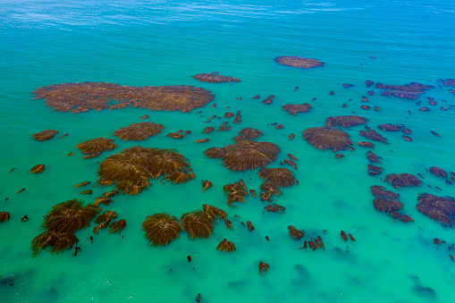 Drone image of kelp forest patches from the air. Pacific Ocean.