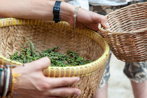 Kampot pepper harvest To cross Cambodia is to undertake a journey along the water, it is to walk in a landscape of infinite poetry punctuated by the emblematic silhouette of sugar palms. kep stock pictures, royalty-free photos & images