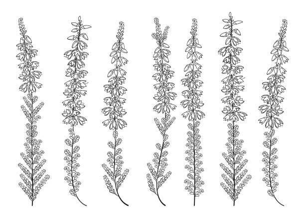 vektor-set von umriss heather oder calluna blumenstrauß mit knospe und kleinen blättern in schwarz isoliert auf weißem hintergrund. - branch twig bud isolated stock-grafiken, -clipart, -cartoons und -symbole