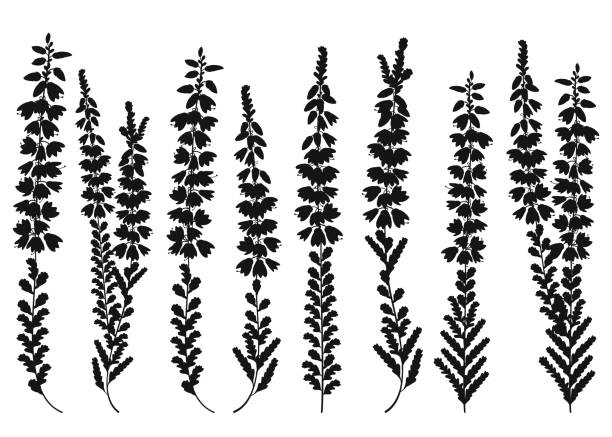 vektor-set von umriss heather oder calluna blume silhouetten mit knospe und blätter in schwarz isoliert auf weißem hintergrund. - branch twig bud isolated stock-grafiken, -clipart, -cartoons und -symbole