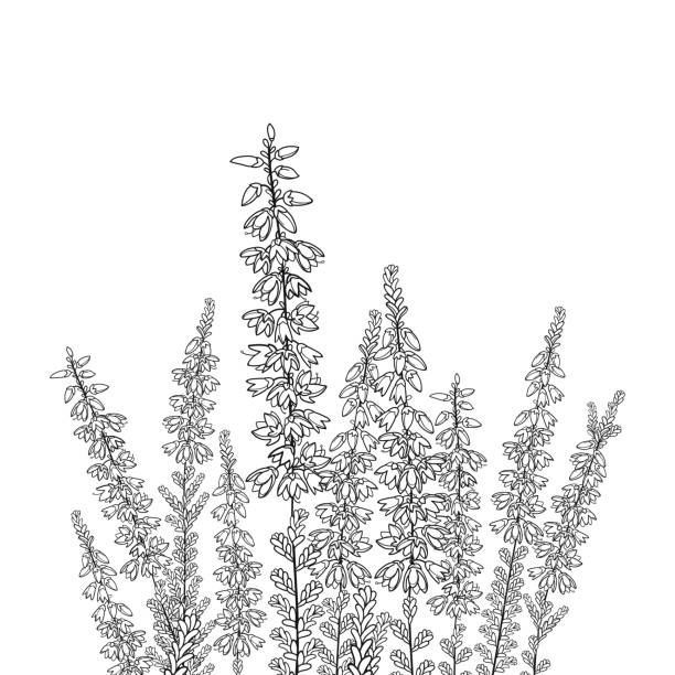 Vector field with outline Heather or Calluna flower with bud and leaves in black isolated on white background. Vector field with outline Heather or Calluna flower with bud and leaves in black isolated on white background. Contour bunch of Heather plant for summer design and herbal coloring book. heather flower stock illustrations