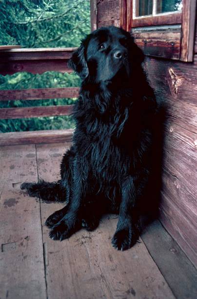 istock Black labrador on a porch 1270979246