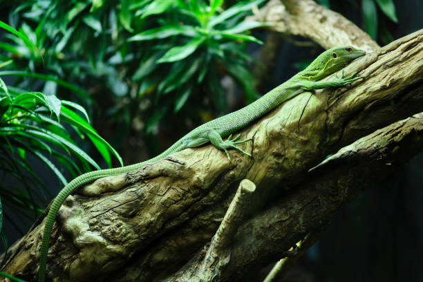 primo primo di emerald tree monitor - claw rainforest outdoors close up foto e immagini stock