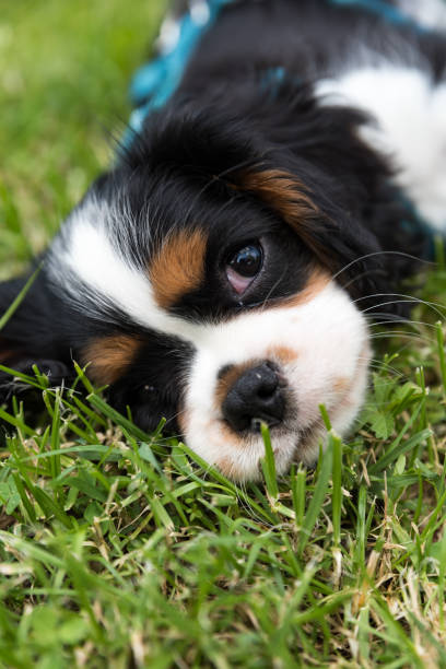 istock Cavallier king charles spaniel closeup 1270980529