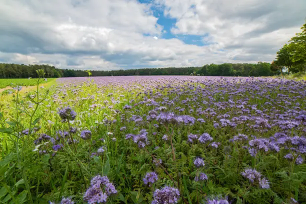 Flowering phacelia is green manure and at the same time a verry bee pasture.