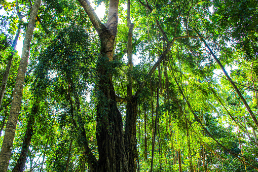 Lush foliage green leaves from a very old lime tree with beautiful trunk texture, taken in village of Innimond in Bugey mountains, in Ain, Auvergne-Rhone-Alpes region in France during a sunny spring day.