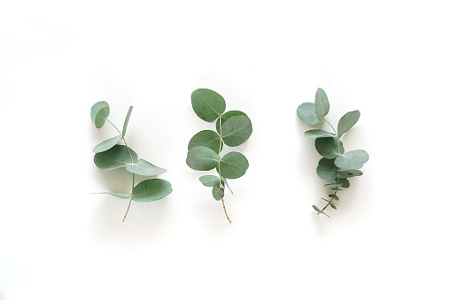 hojas de eucalipto verde, ramas vista superior aisladas sobre fondo blanco. plano, vista superior. póster photo