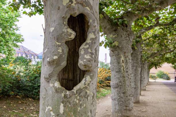 Road with avenue trees in the city of Mainz, Rhineland Palatinate, Germany