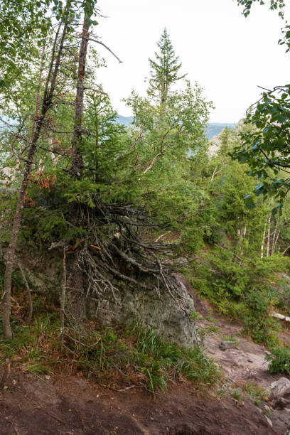 istock forest in the mountains on a summer day 1270981775