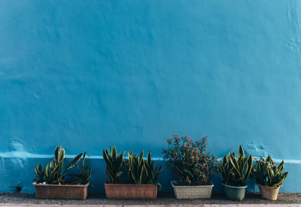 Blue wall with potted flowers. Background
