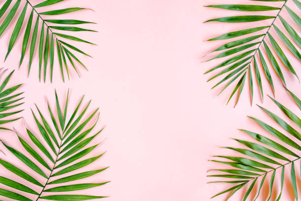 istock Tropical green palm leaves on pink background. Flat lay, top view 1270982369