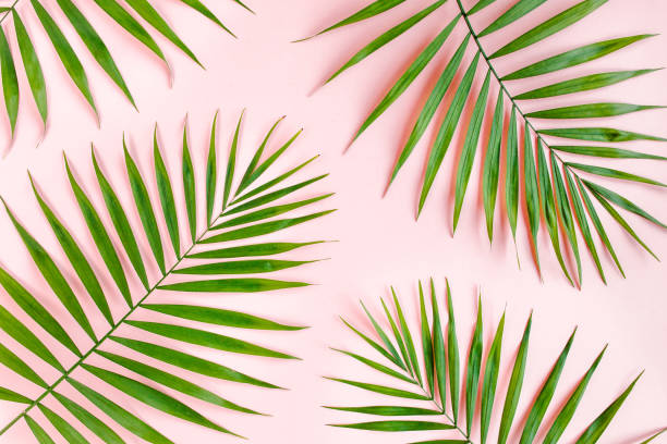 istock Texture tropical green palm leaves on pink background. Flat lay, top view 1270982708