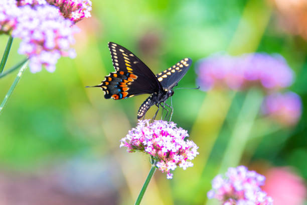 istock Butterfly-pink flower-Howard County Indiana 1270983816