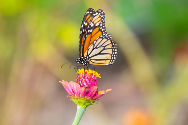 Butterfly-pink flower-Howard County Indiana