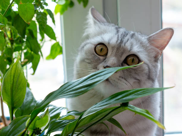 istock cat breed Scottish sitting among the foliage 1270984577