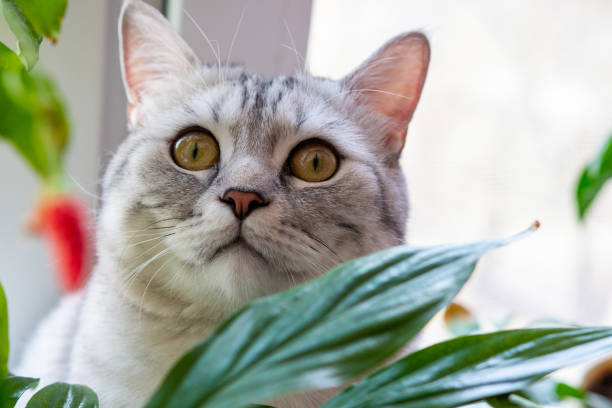 istock cat breed Scottish sitting among the foliage 1270984581