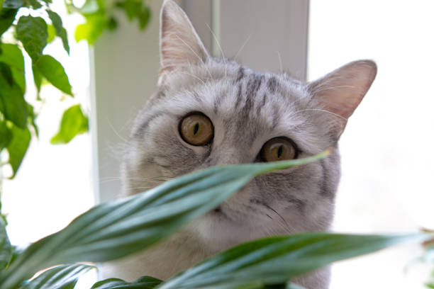 istock cat breed Scottish sitting among the foliage 1270984582