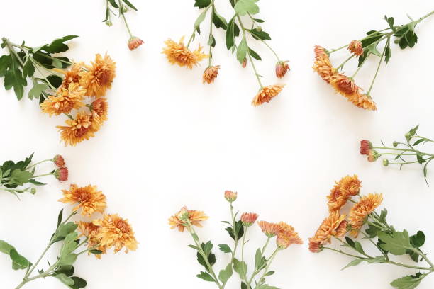 istock Orange chrysanthemum flowers isolated frame on white background top view. Copy space. Floral card. Autumn flowers. 1270985300