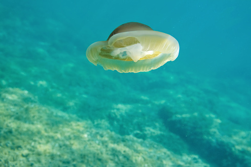 One jellyfish in the Adriatic sea