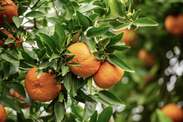 istock Tangerine garden with fruits 1270985644
