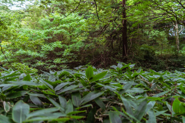 istock Scenery about a park rich in nature 1270986492