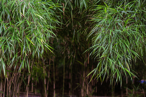 Close up detail of young green bamboo growth forest.