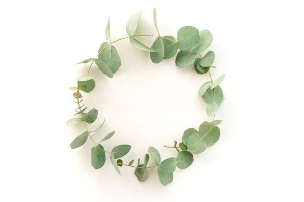 istock green eucalyptus leaves wreath isolated on a white background.  top view. copy space.flat lay. Floral card. 1270987063