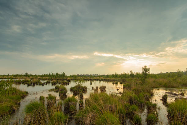 istock Sunset in the moor 1270987105