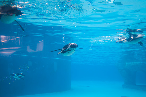 Penguins swimming in a deep blue pool at the Bursa Zoo.