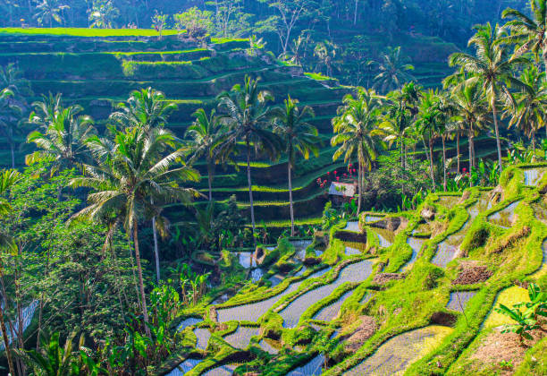 istock Tegallalang, rice terraces in Ubud, Bali, Indonesia 1270987326