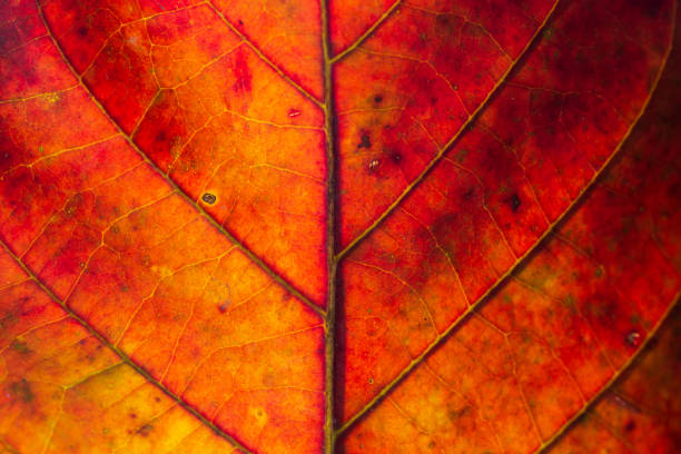 abstracto rojo rayado de follaje de la naturaleza, detalle del fondo texturizado hoja - leaf autumn macro leaf vein fotografías e imágenes de stock