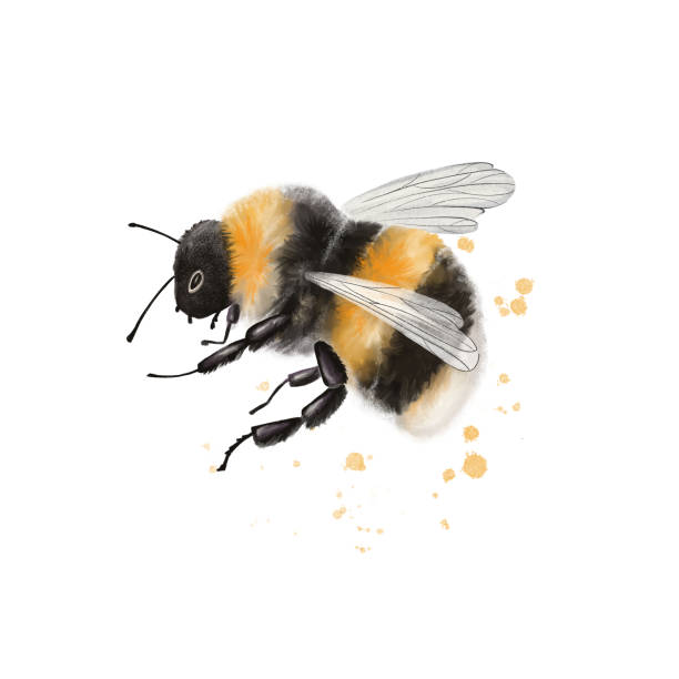 ilustrações de stock, clip art, desenhos animados e ícones de illustration of a striped bumblebee insect, close up on a white background - white background studio shot macro square