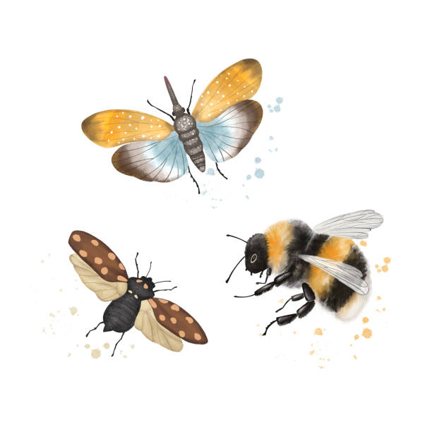 昆虫の蝶、カブトムシ、バンブルビーのイラストのセット、白い背景にクローズアップ - butterfly yellow white background wing点のイラスト素材／クリップアート素材／マンガ素材／アイコン素材
