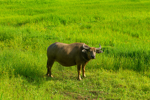 Buffalo Portrait Grazing In Pasture