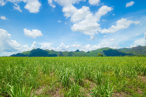Panorama scene of agriculture farm. Farming Business. Sugar farm field with mountain on background. Rainy cloud over field. Small sugar cane farm with mountain