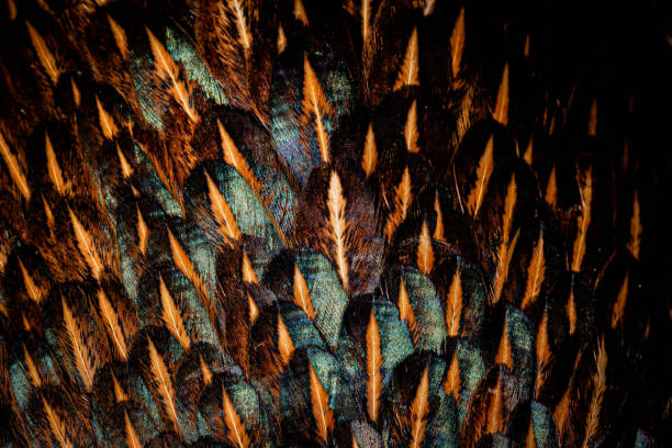 istock Colorful feathers, chicken feathers background texture 1270990825