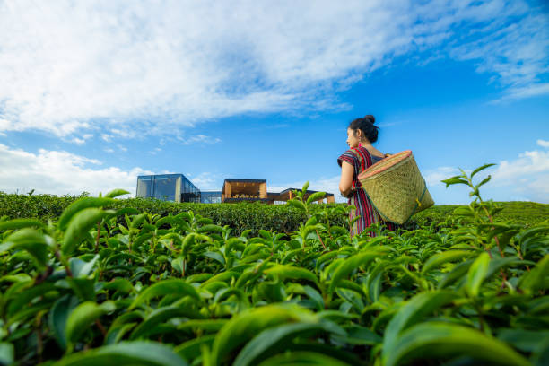 beautiful asian woman harvesting tea leaves in the morning, tea leaves in the field of tea, - tea pickers imagens e fotografias de stock