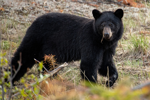 Black Bear in Canada seen along the Alaska Highway.