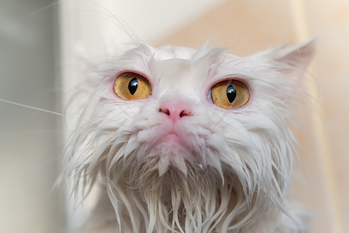 Wet Cat Pictures | Download Free Images on Unsplash