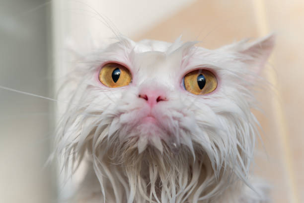 Close up portrait wet white Persian cat feeling angry after been taking a shower. Close up portrait wet white Persian cat feeling angry after been taking a shower. ugly animal stock pictures, royalty-free photos & images