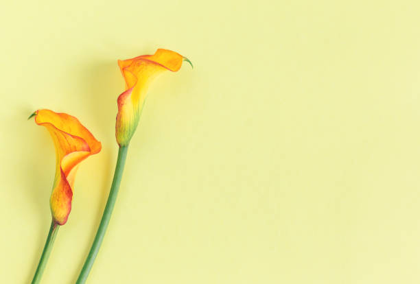 istock Beautiful yellow Calla Lilies flowers on a light yellow background. 1270992482